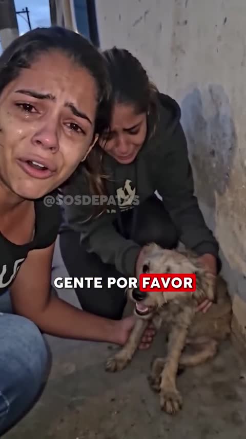 Pessoas acolhendo um cachorro em um espaço simples.