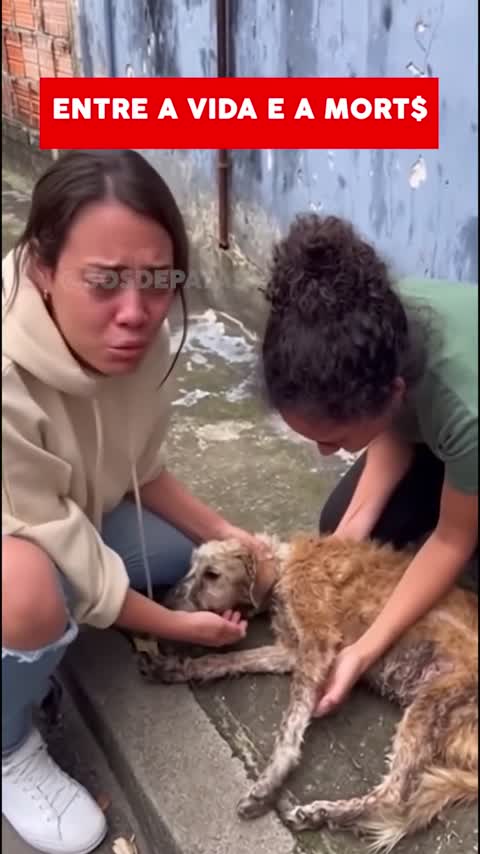 Pessoas junto de um cão deitado.