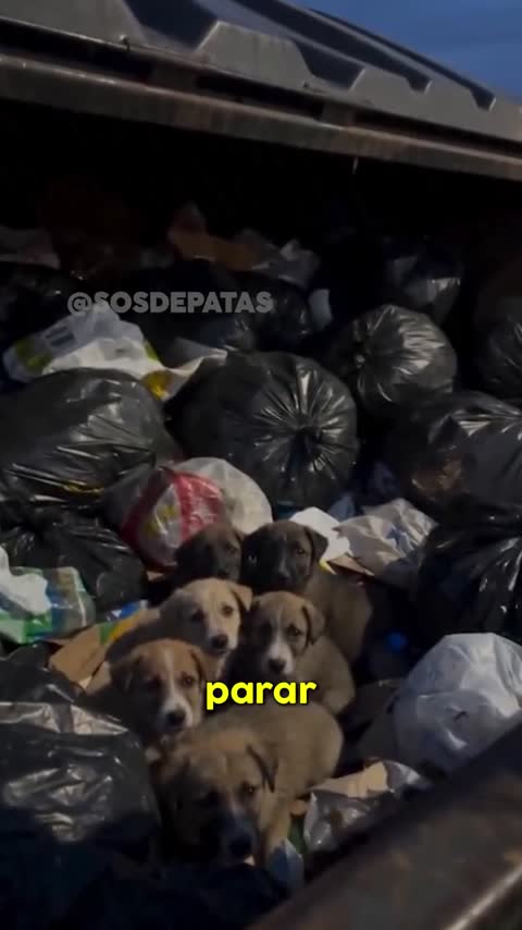 Filhotes em meio a sacos e materiais descartados.