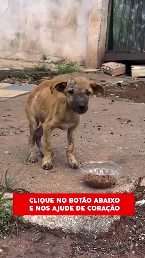 Cachorro junto de um recipiente de ração em um quintal.